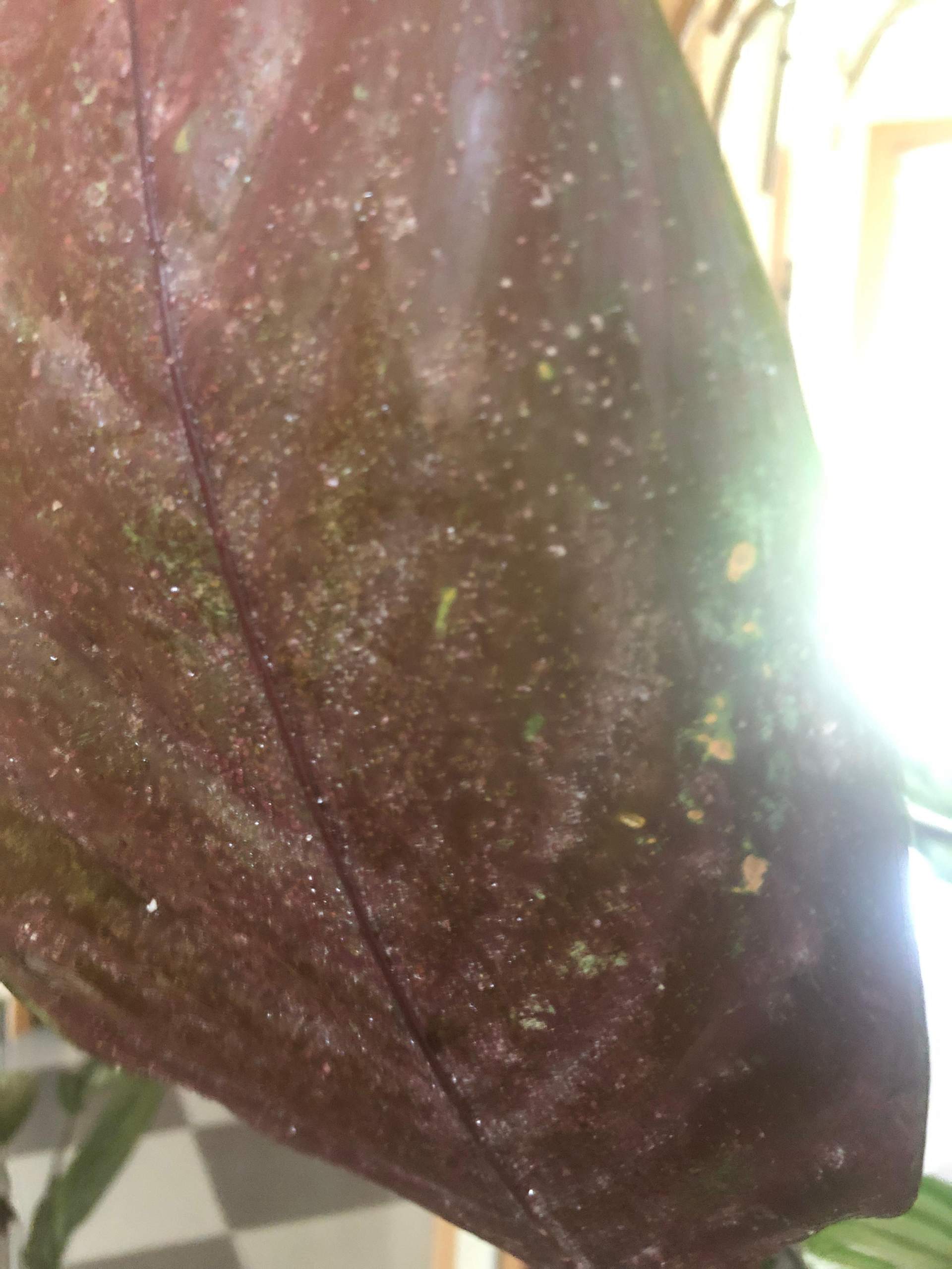 Klebrige Blätter bei neuer Korbmarante? (Biologie, Pflanzen, Garten)