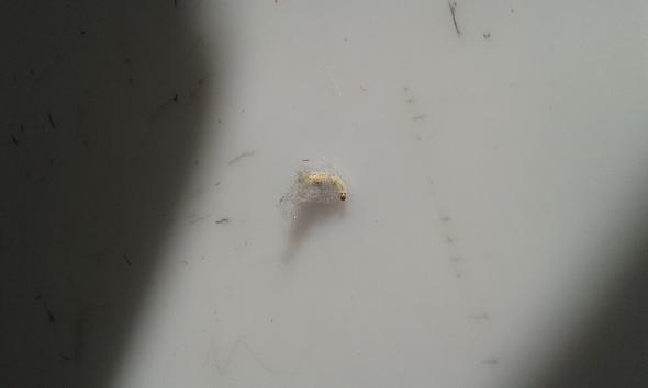 Eine vereinzelte Larve, die ich an meiner Wand gefunden habe. - (Kleidung, Insekten, Motten)