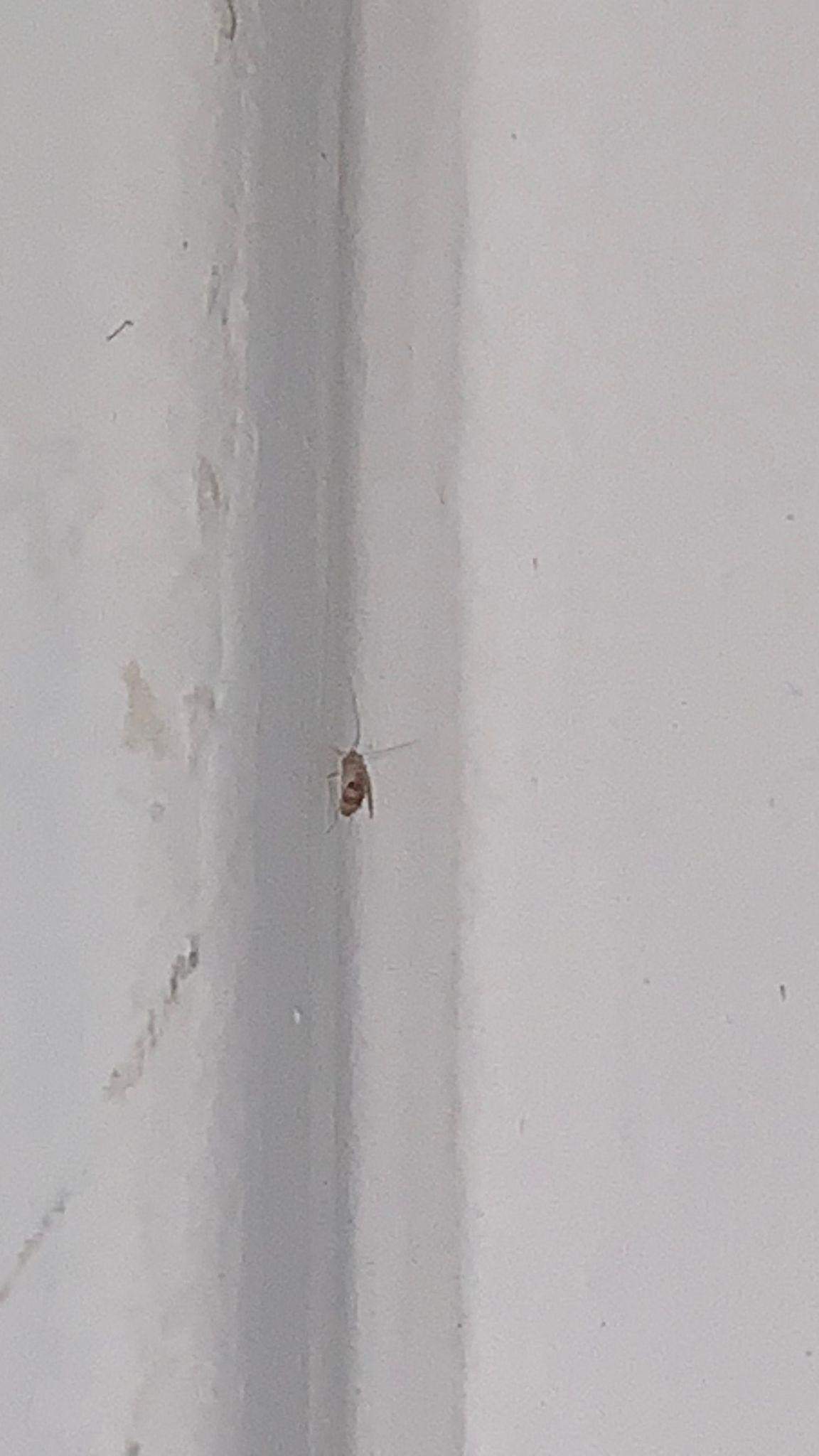 Kleine, beige Insekten in der Wohnung? (Schädlinge, Ungeziefer, Schädlingsbekämpfung)