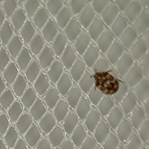 2-3 mm  große Käfer  - (Schädlinge, Käfer)