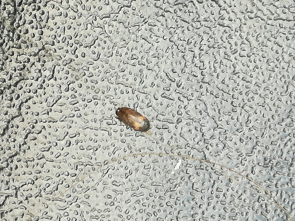 Kleine Braun Schwarze Kafer Im Zimmer Kafer Im Haus