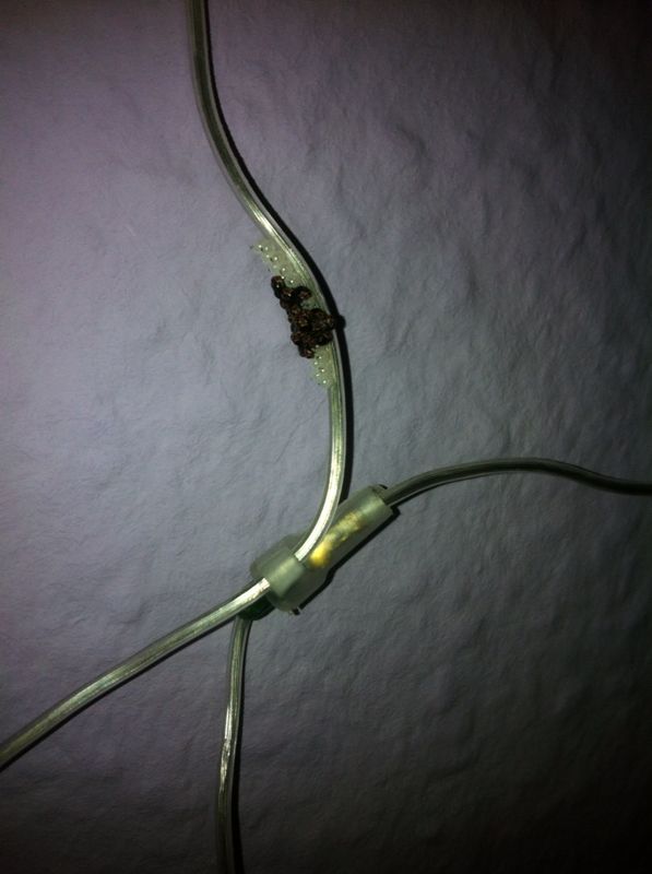 kleine braun-schwarze Käfer in meinem zimmer (Insekten, Schädlinge