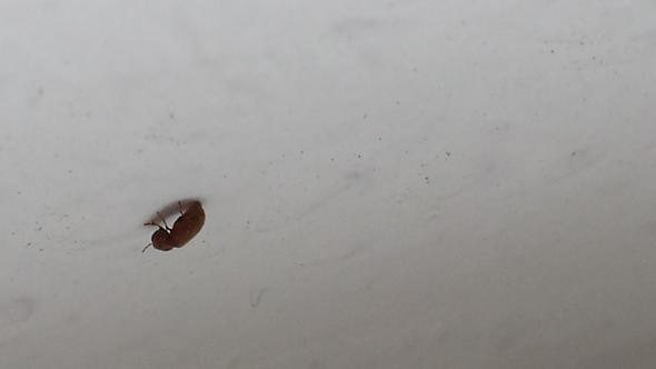 Sehr Kleine Fliegen Im Zimmer Kleine Insekten Im Zimmer