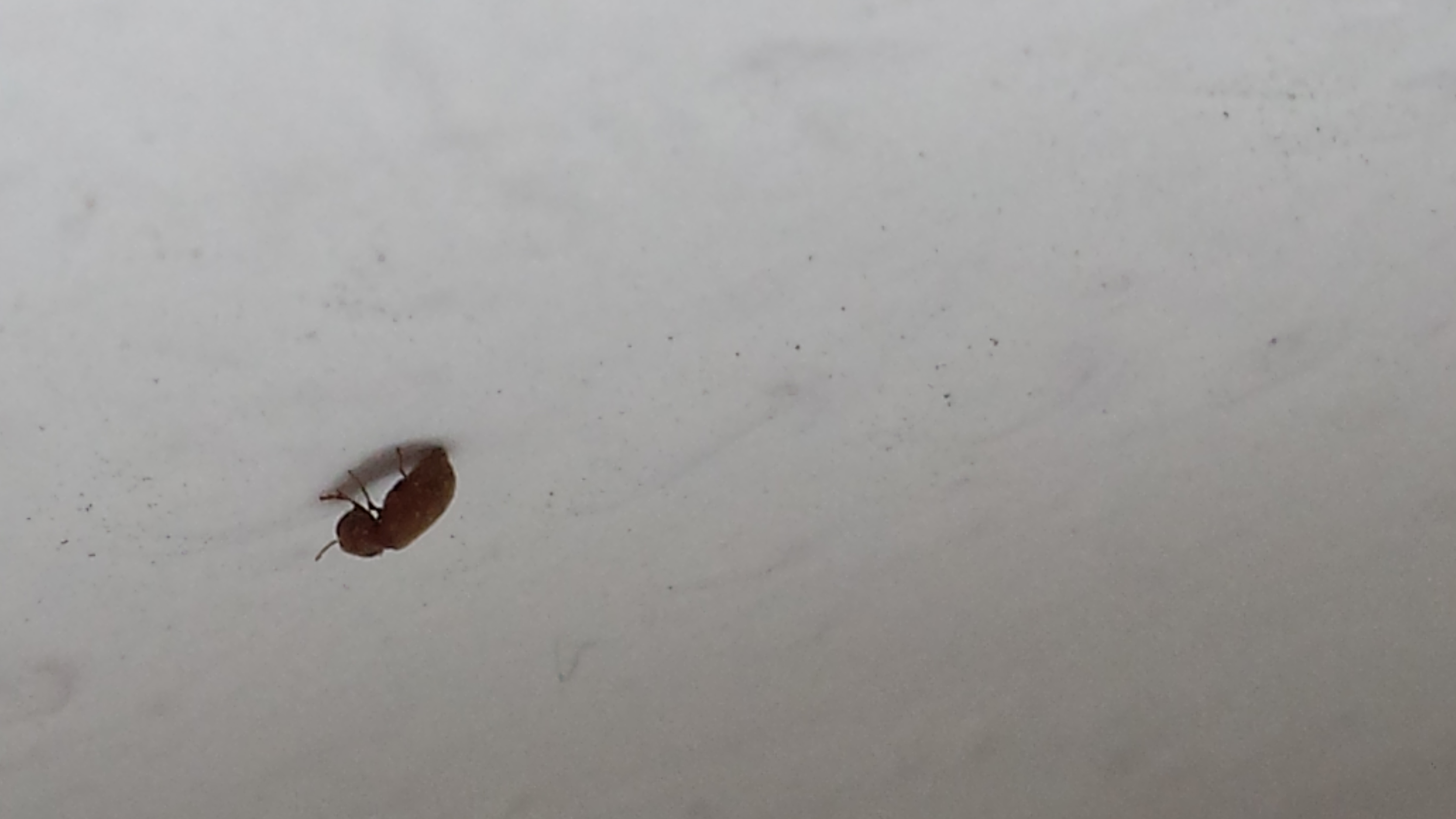 kleine braune fliegen im wohn-schlaf zimmer an den fenstern (Käfer, Ungeziefer, Wohnzimmer)