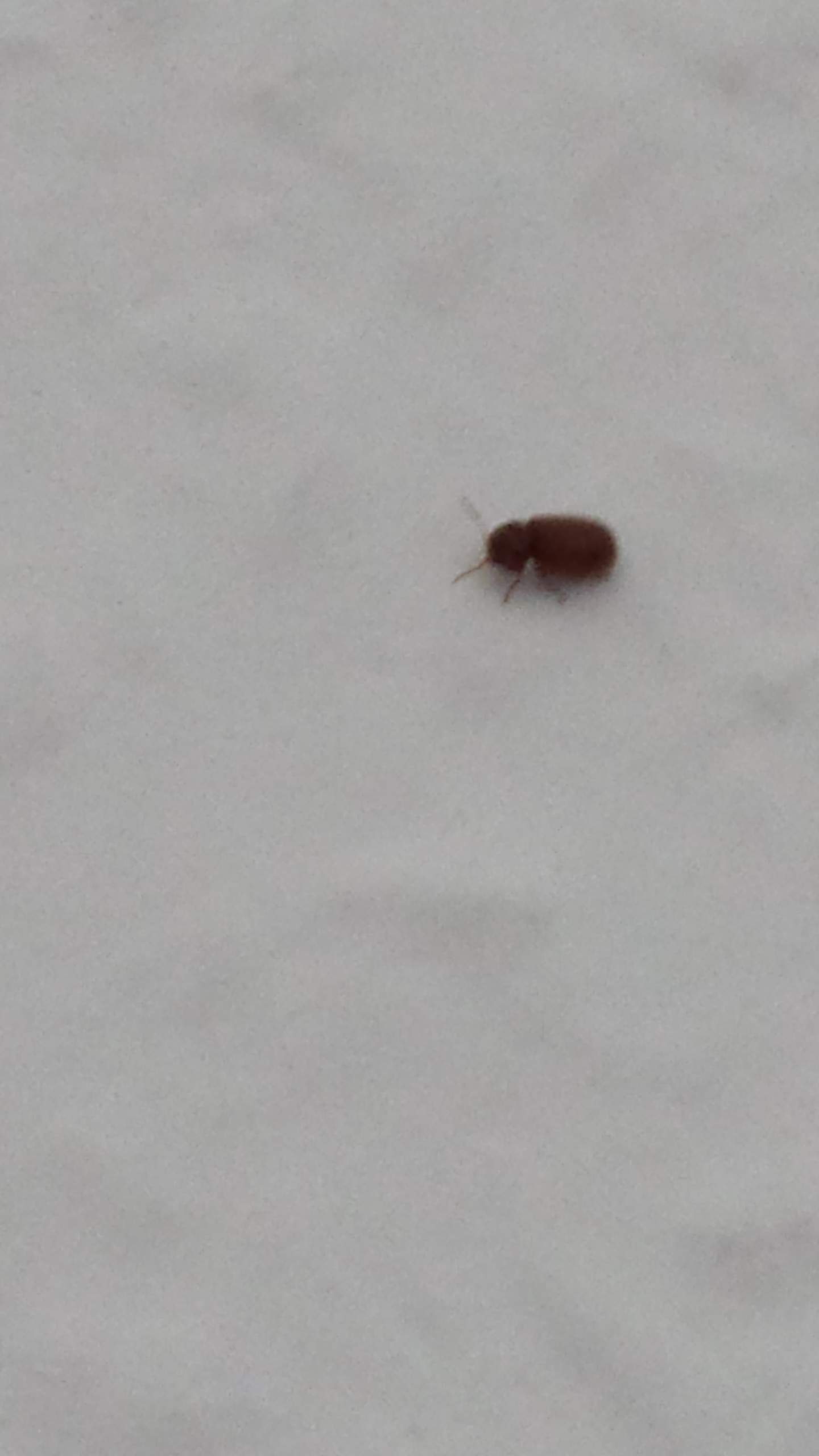 kleine braune fliegen im wohnschlaf zimmer an den fenstern (Käfer, Ungeziefer, Wohnzimmer) kleine braune fliegen im wohnschlaf zimmer an den fenstern (Käfer, Ungeziefer, Wohnzimmer)