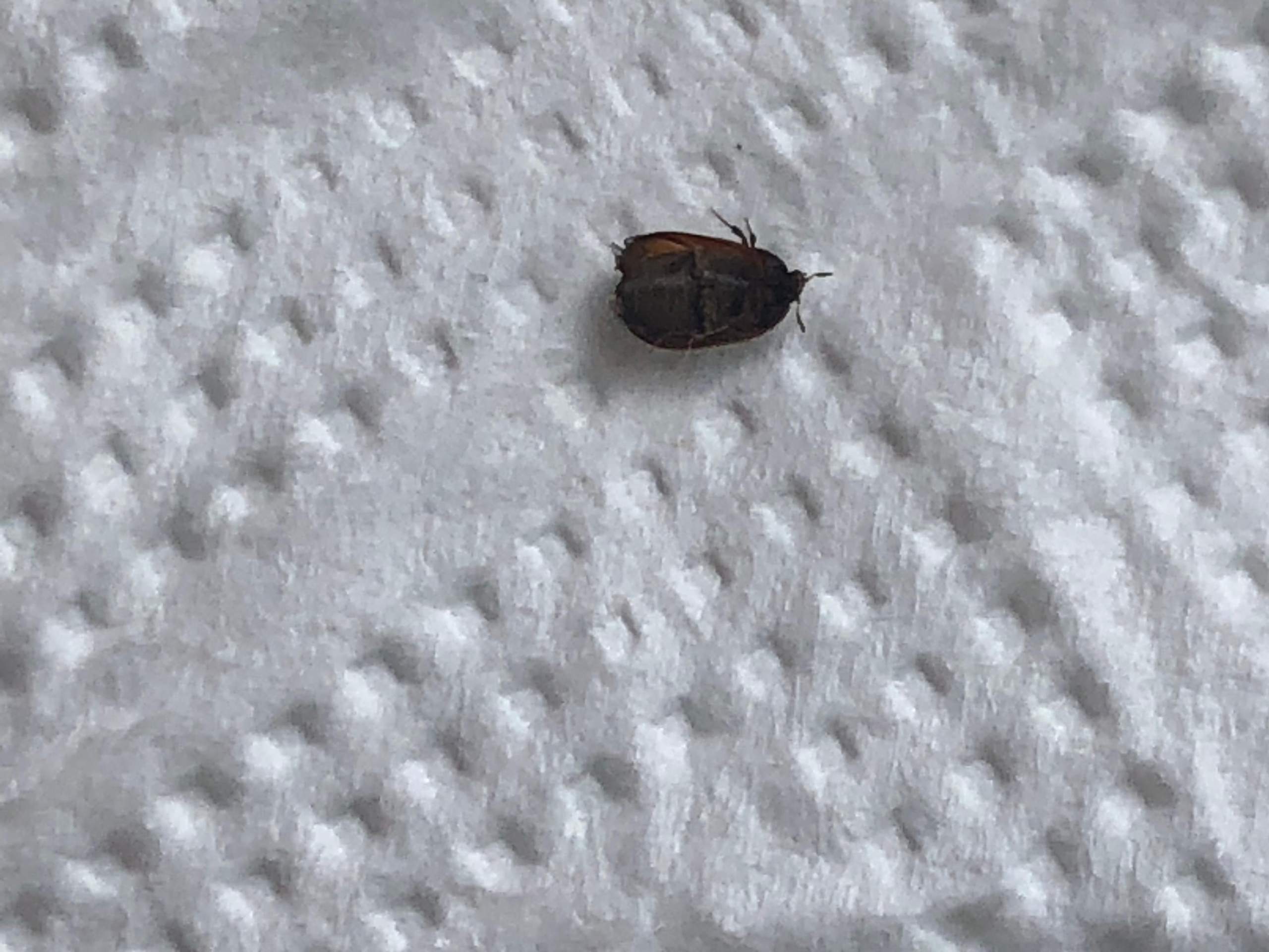 Kleine braune „Fliegen“ in der Wohnung? (Tiere, Käfer, Ungeziefer)