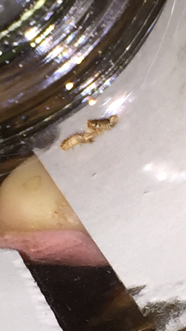 Kleine Braune Haarige Viecher Im Bett Bitte Hilfe Tiere Klein