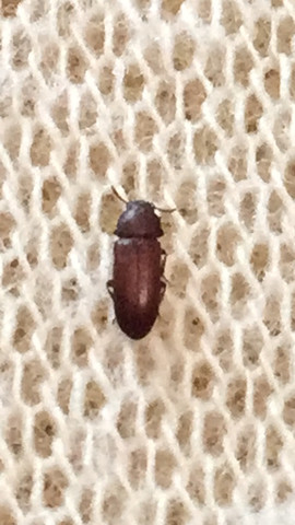 Kleine Braune Kafer Am Bett