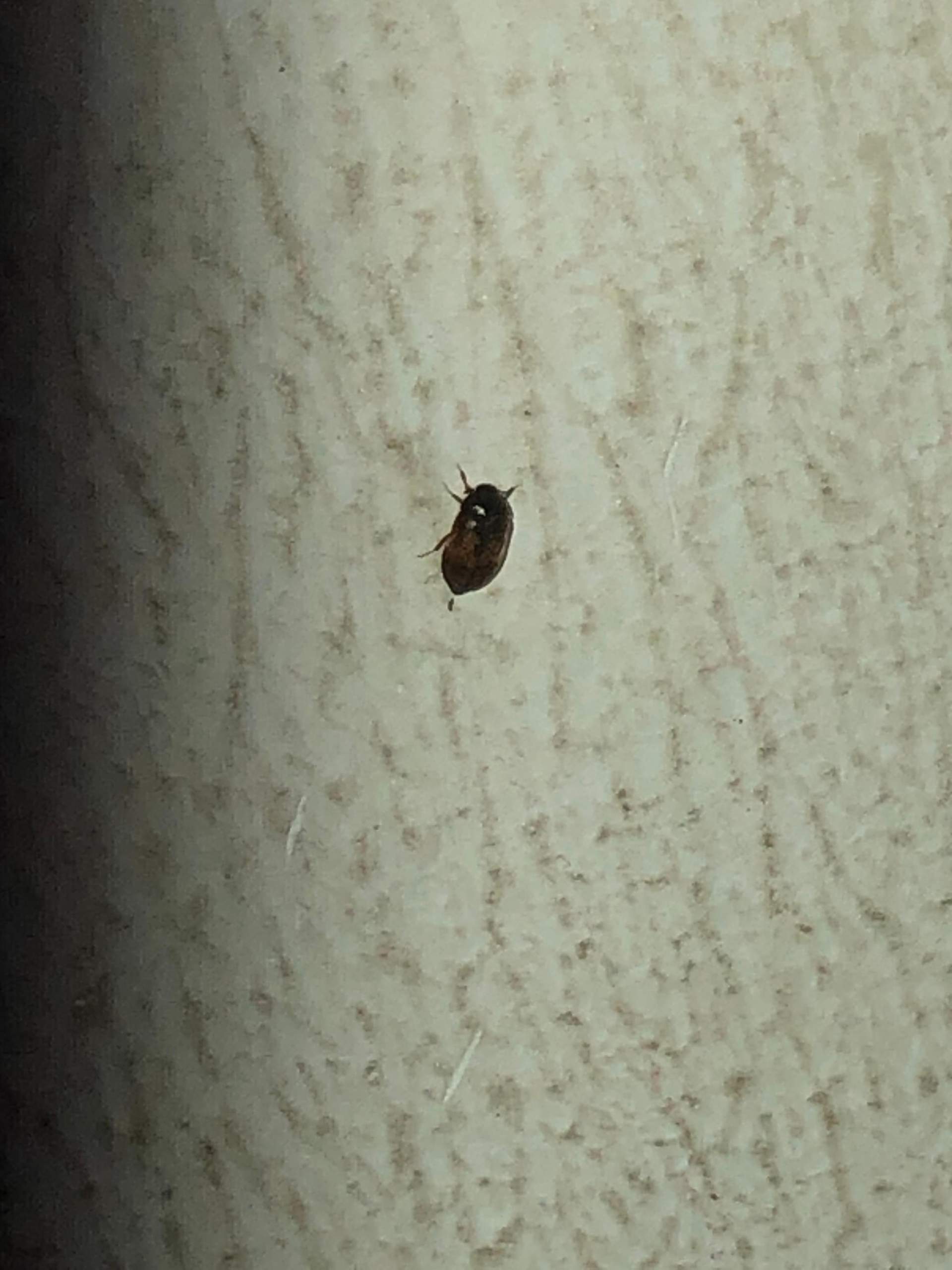 Kleine braune Käfer an der Wand? (Insekten, Ungezieferbekämpfung, ungezieferinwohnung)