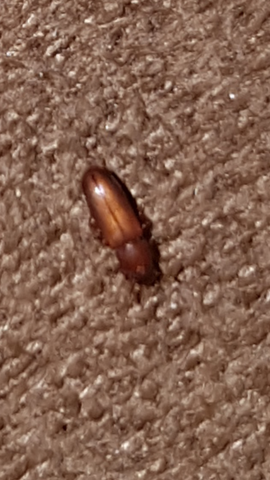 Kleine Braune Kafer Auf Der Couch Ungeziefer