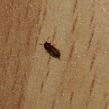 kleine braune käfer im kinderzimmer.
