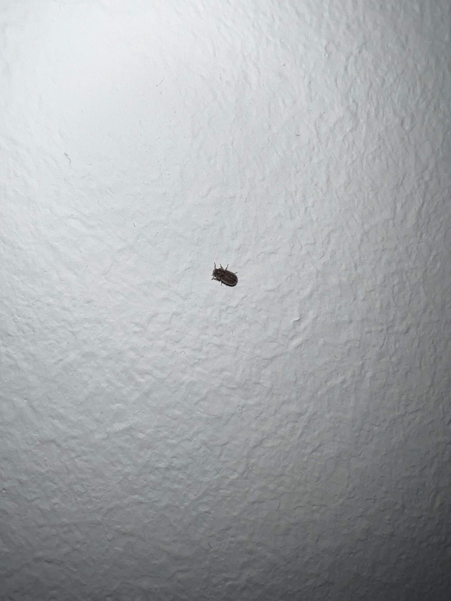 Kleine braune Käfer im zimmer? (Schädlinge, Schädlingsbekämpfung, schaedlingeimhaus)