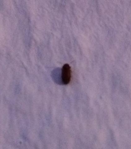 Kleine Braune Kafer Im Zimmer Hilfe Schadlinge