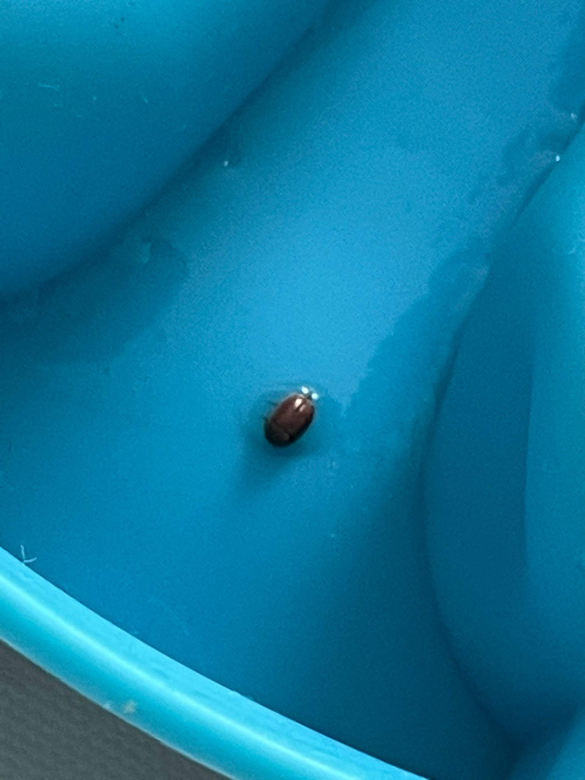 Kleine braune Käfer in der Küche, aber keine Quelle. Wie sind eure Erfahrungen? (Schädlinge