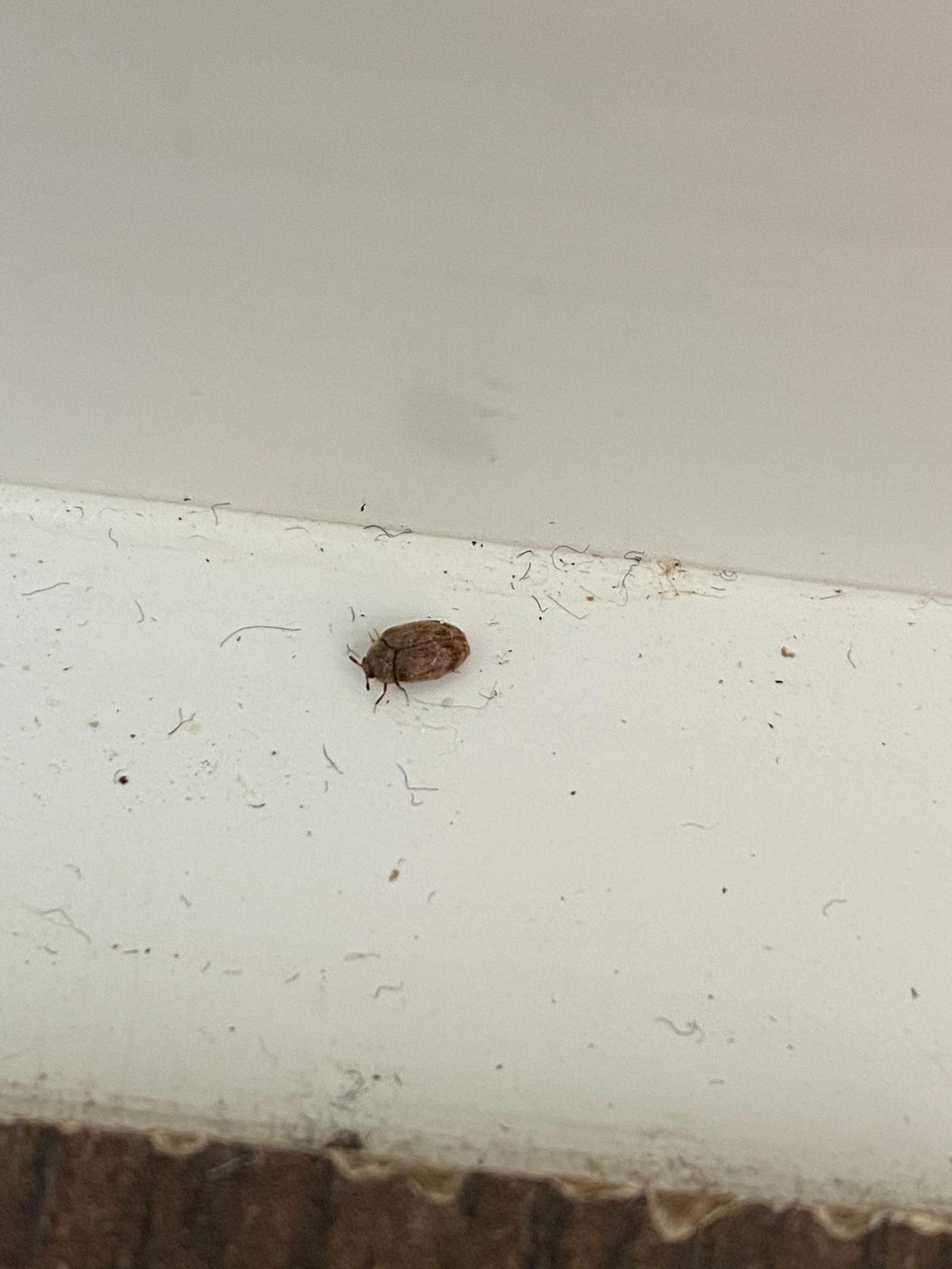 Kleine braune Käfer in der Wohnung , was tun? (Insekten)