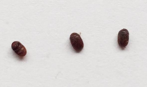 Kleine Braune Käfer ca. 1mm-2mm - (Tiere, Biologie, Wohnung)