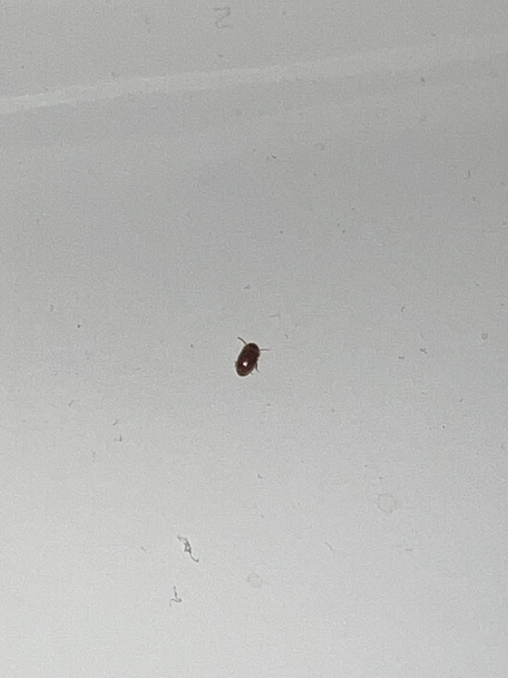 Kleine braune Käfer und ihre Eier überall was ist das? (Insekten