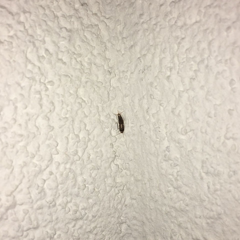 Kleine Braune Larve Im Schlafzimmer Braun Klein Kafer