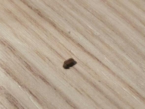 Kleine Braune Mini Kafer In Der Wohnung Gibt Es Eine Einfache