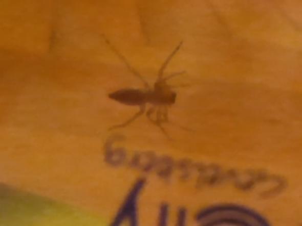 Kleine Braune Spinne Gefangen Art