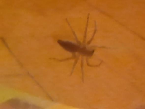 Kleine Braune Spinne Gefangen Art