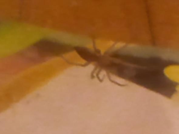 Kleine Braune Spinne Gefangen Art