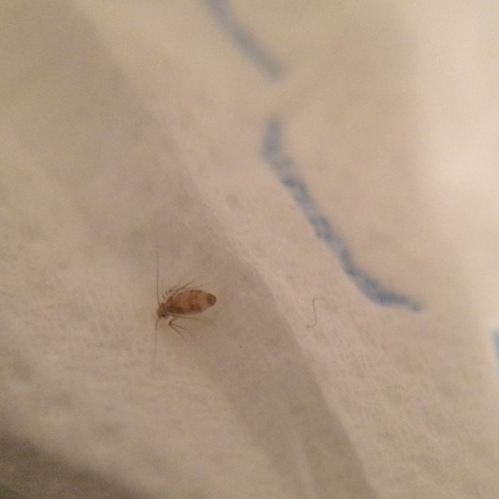 Kleine braune Tierchen an den Wänden? (Tiere, braun) Kleine braune Tierchen an den Wänden? (Tiere, braun)