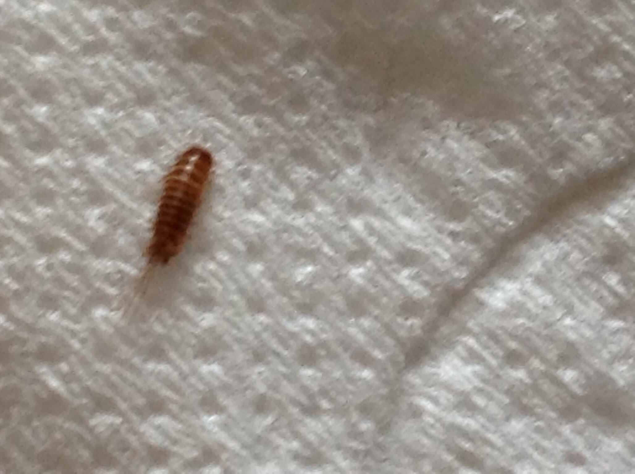 Kleine Braune Tierchen Ungeziefer Kleine Braune Tierchen Ungeziefer