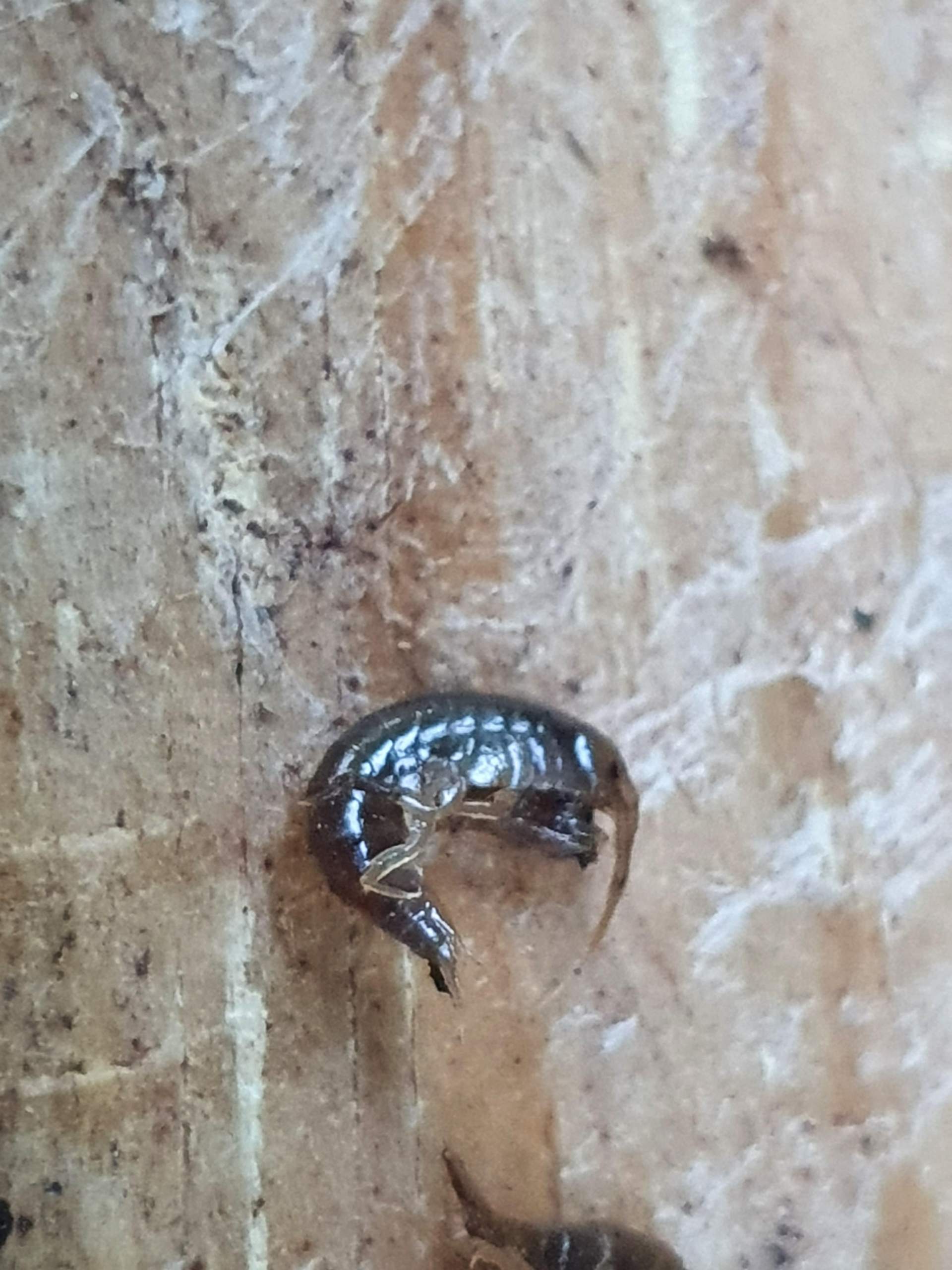 Kleine Braune Tiere im Blumenbeet? (Biologie, Garten, Insekten)