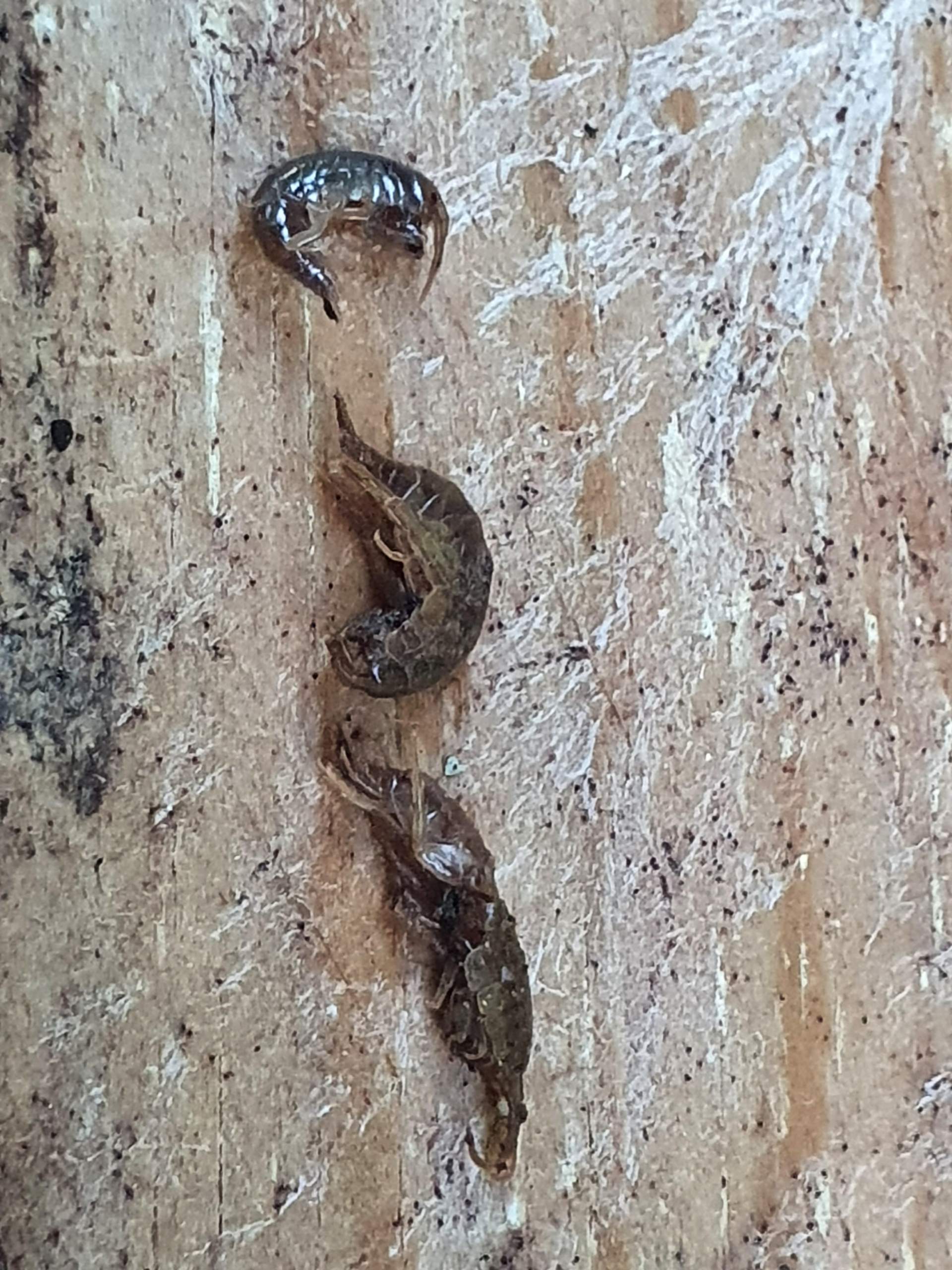 Kleine Braune Tiere im Blumenbeet? (Biologie, Garten, Insekten)