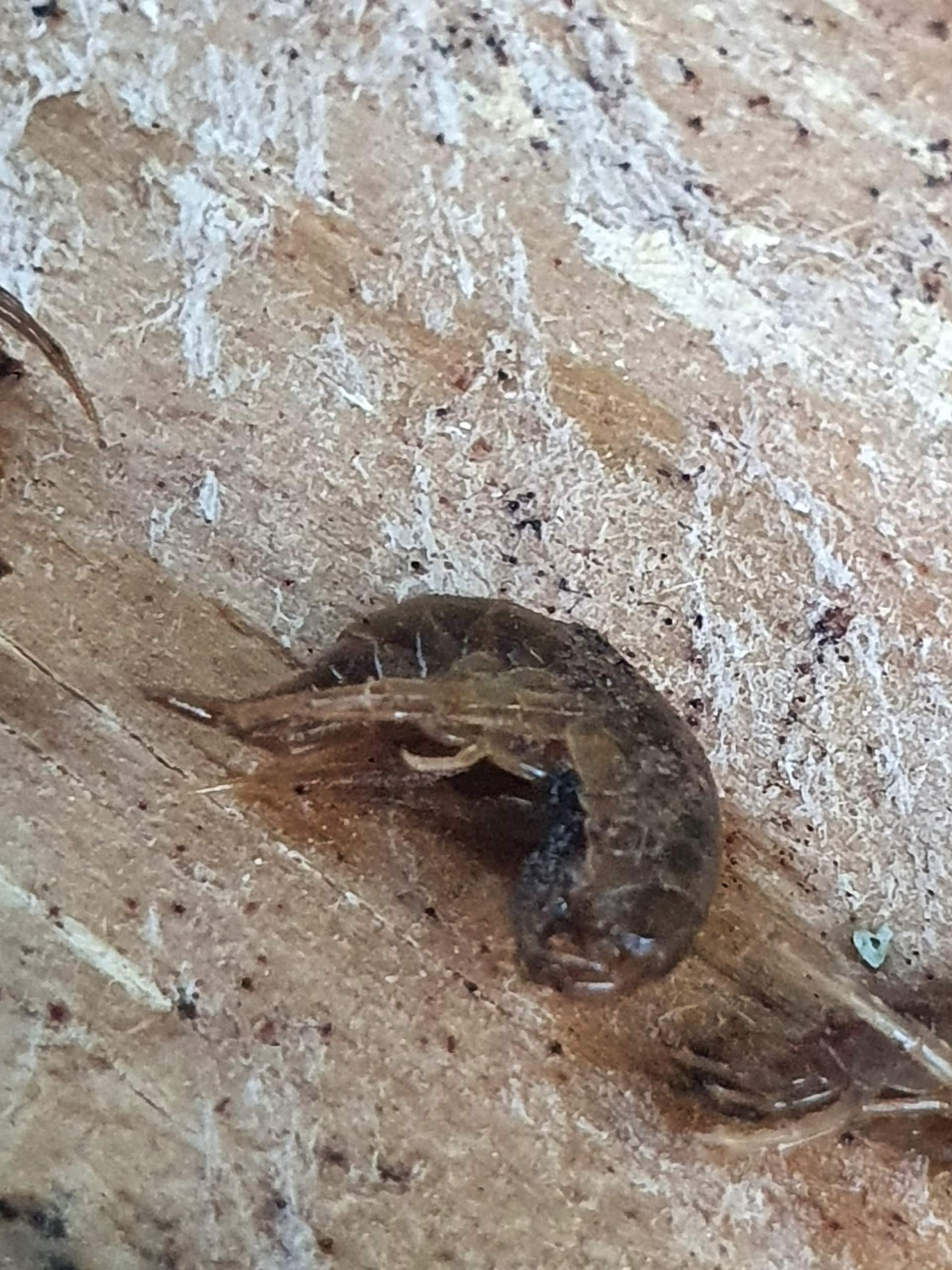 Kleine Braune Tiere im Blumenbeet? (Biologie, Garten, Insekten)