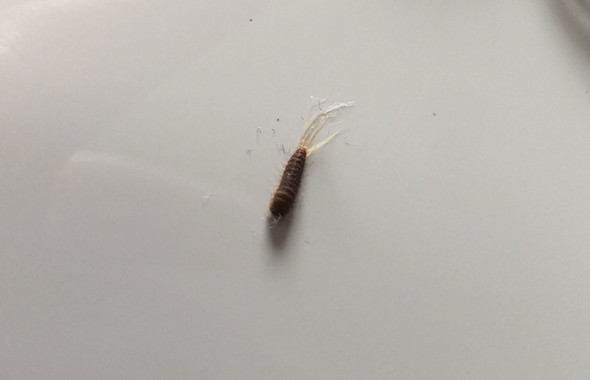 Kleine Braune Wurmer Wohnung Insekten