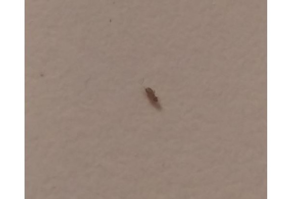 Kleine dunkelbraune Tierchen in Küche und Bad bitte helfen? (Insekten