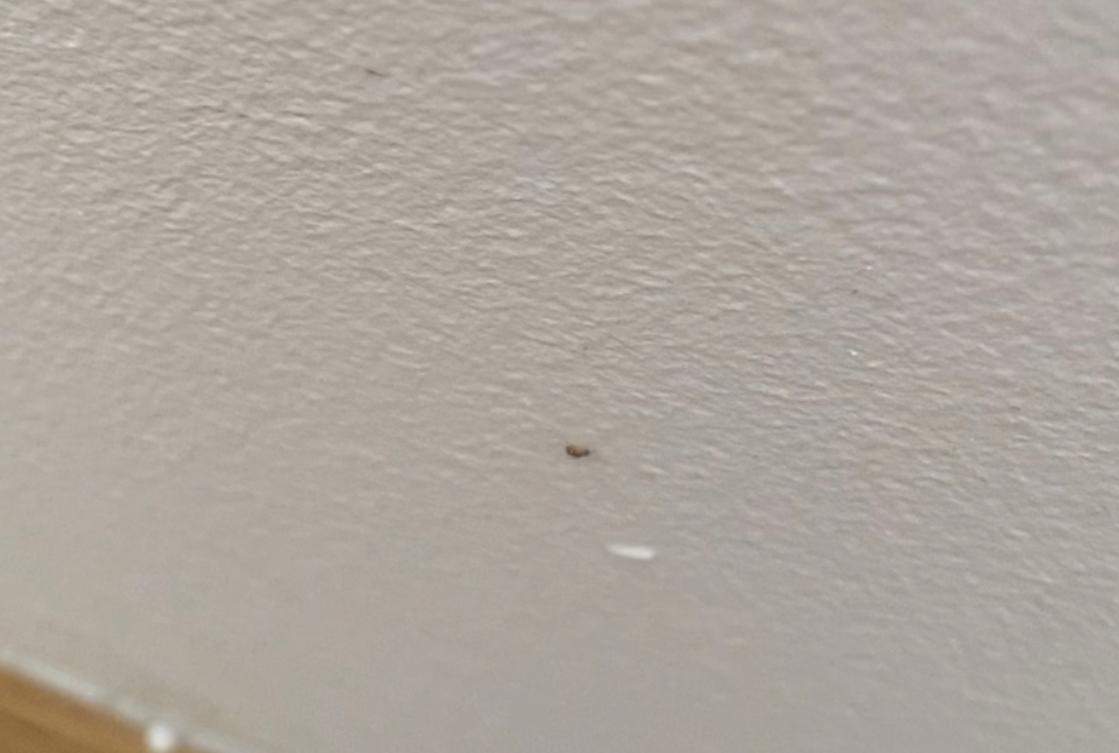 Kleine dursichtige bis dunkle Insekten in der wohnung? (Schädlinge)