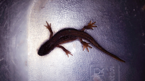 Kleine Echse In Der Wohnung Gefunden Was Fur Eine Ist Es Tiere Biologie Natur