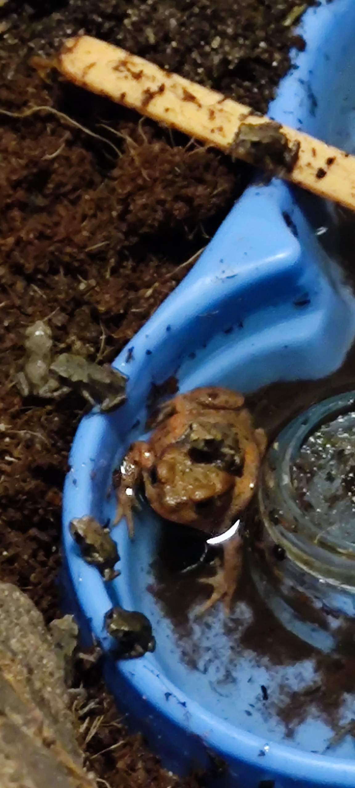 Kleine erdkröten füttern? (Aquaristik, Frosch, Terraristik)