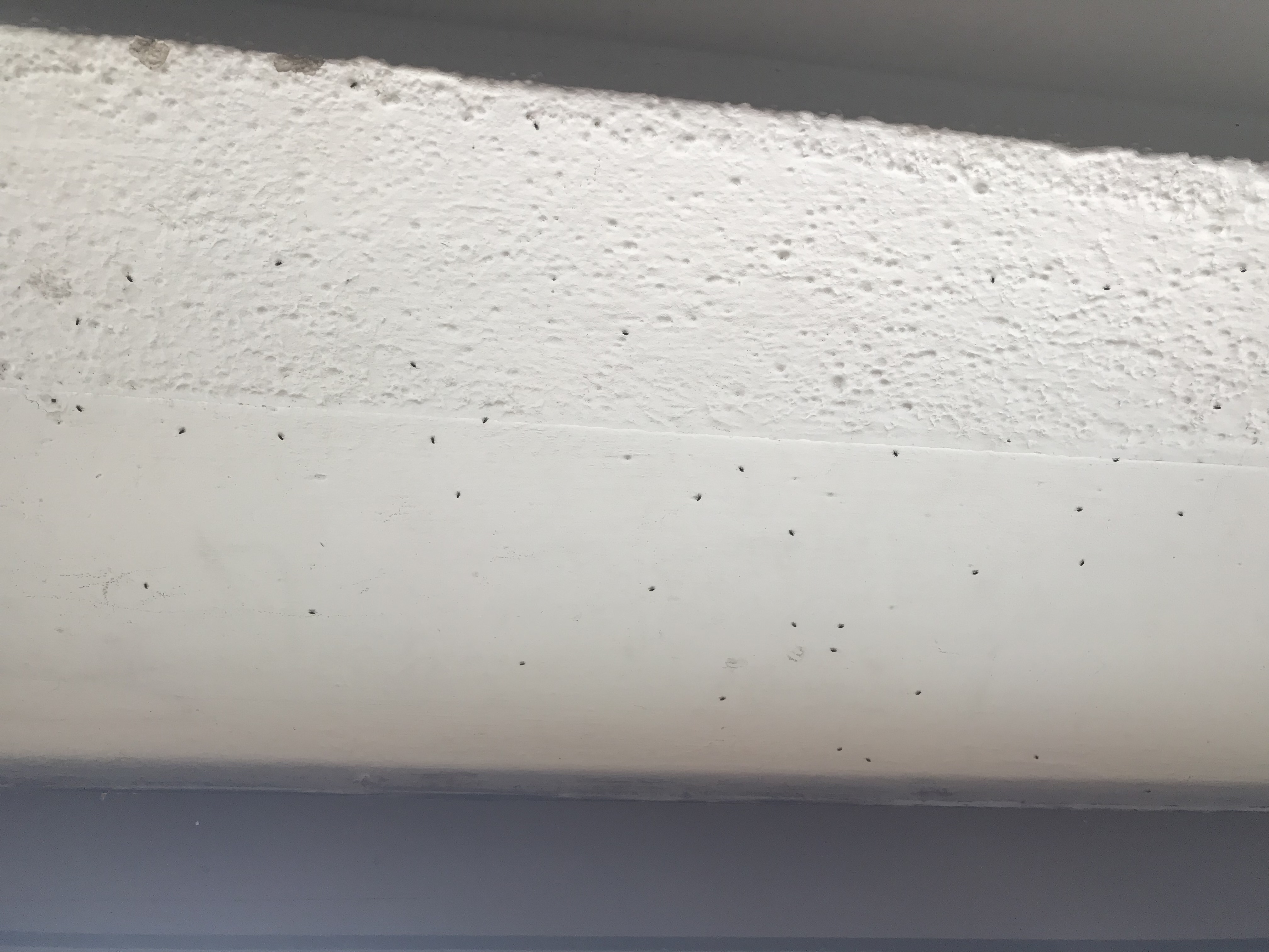 mini fliegen am fenster