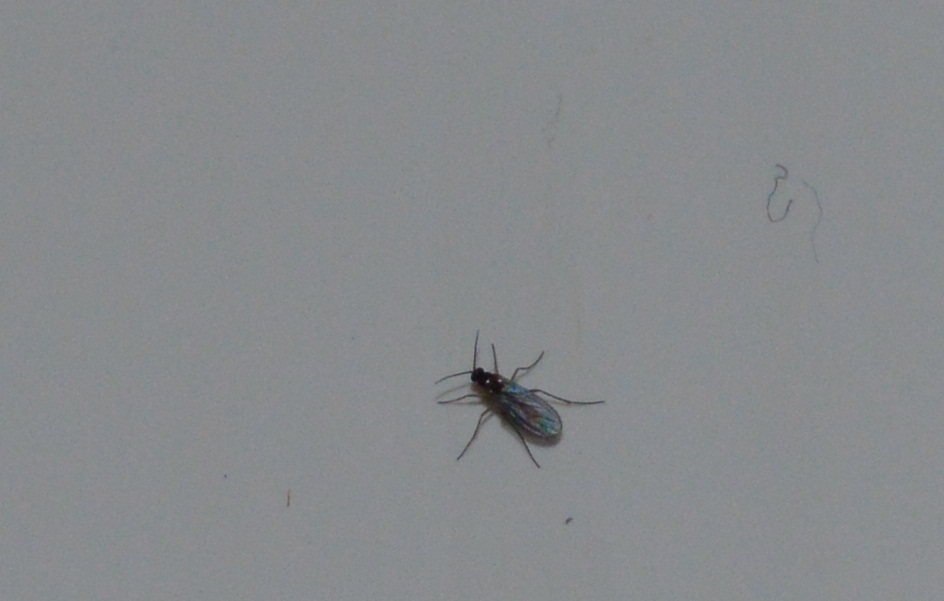 Bei mir sind kleine Fliegen im Wohnzimmer, woher kommen