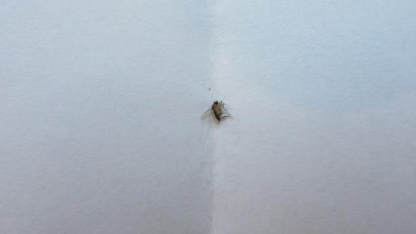 Kleine Fliegen In Der Wohnung Obwohl Alles Blitzsauber Ist