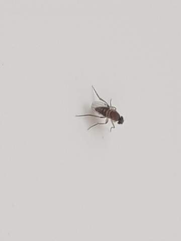 Kleine Fliegen In Der Wohnung Welche Insekten Sind Das Schadlinge Ungezieferbekampfung Schaedlinge Im Haus