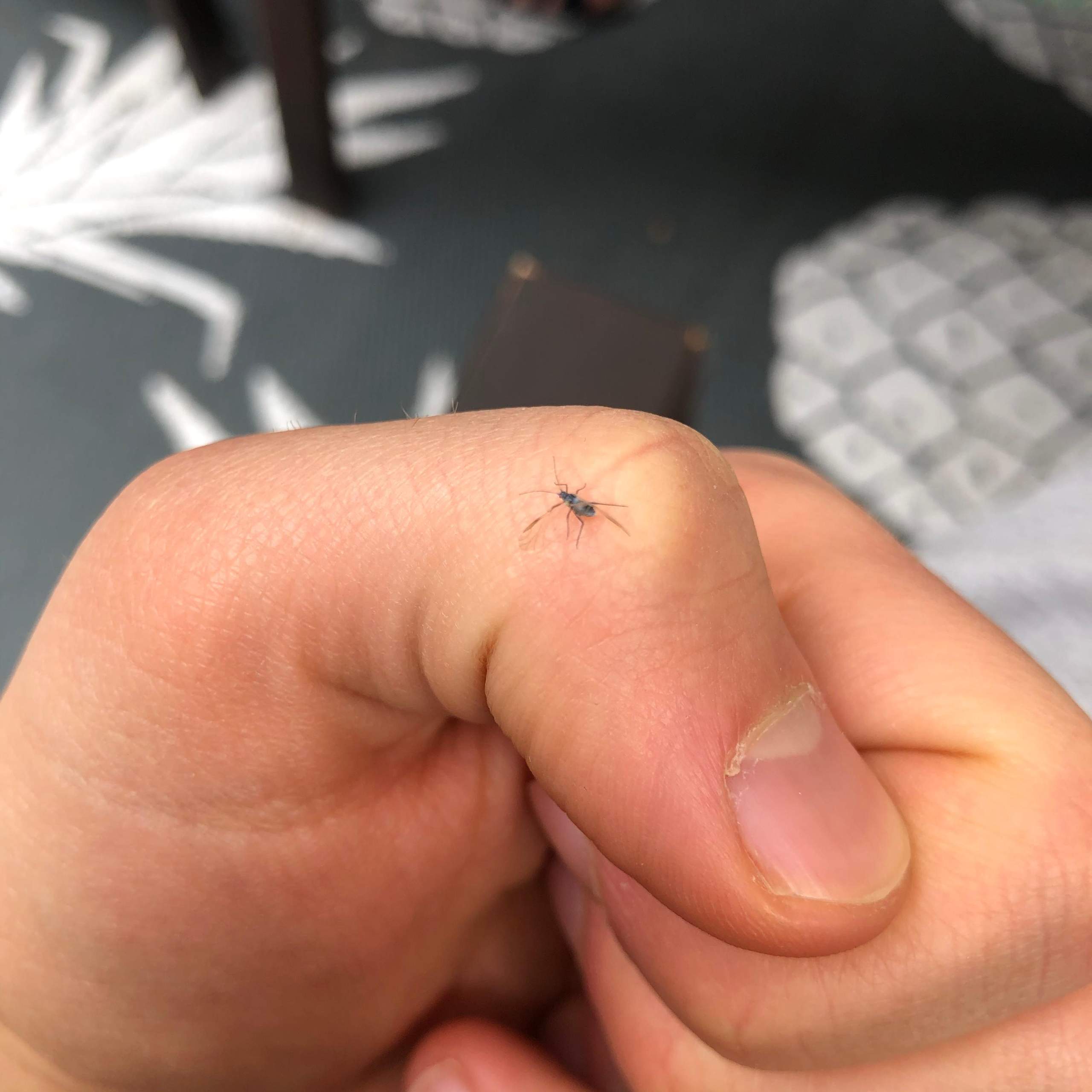 Kleine Fliegen überall? (Tiere, Garten, Insekten)