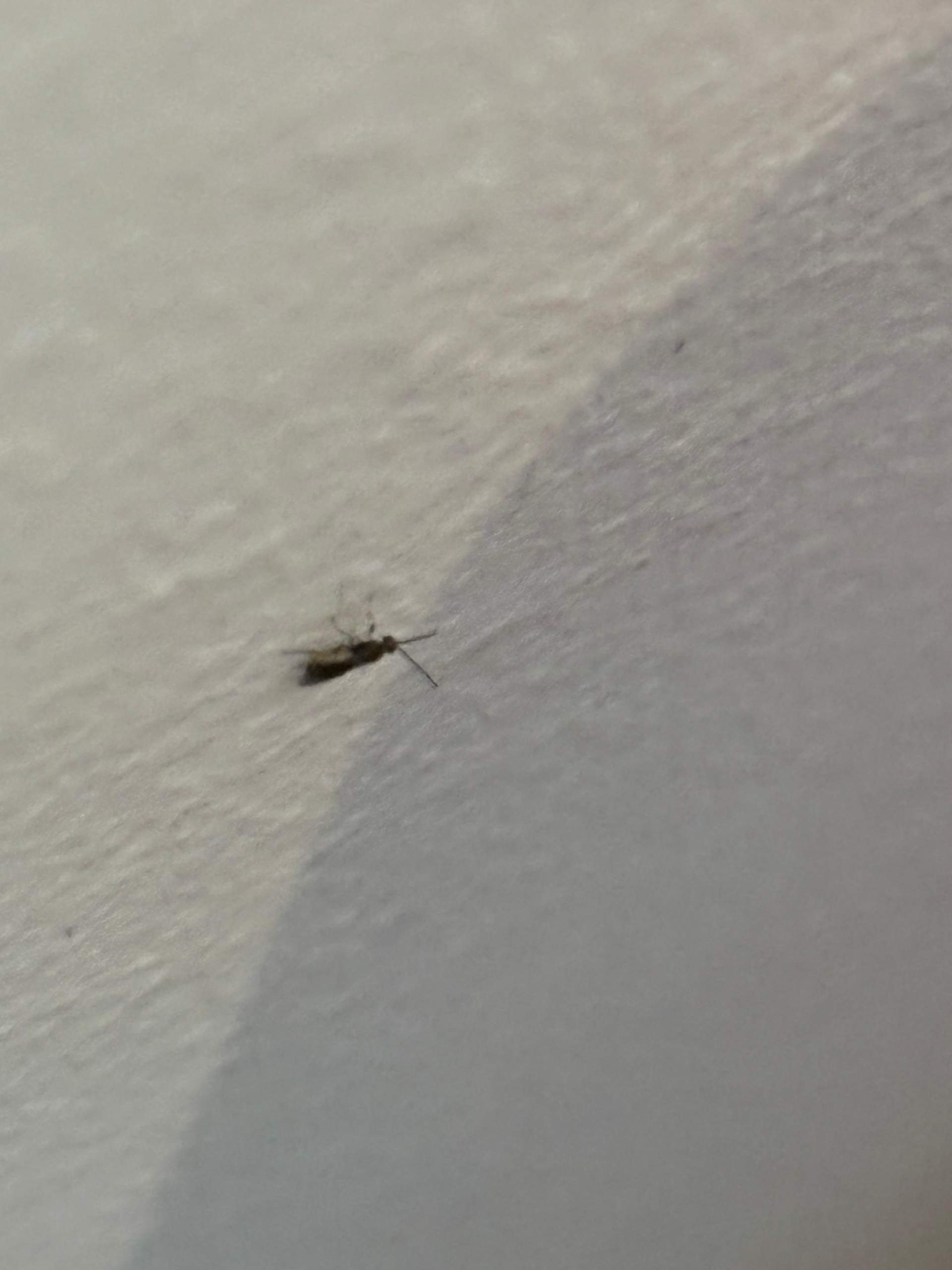 Kleine Insekten In Der Kuche