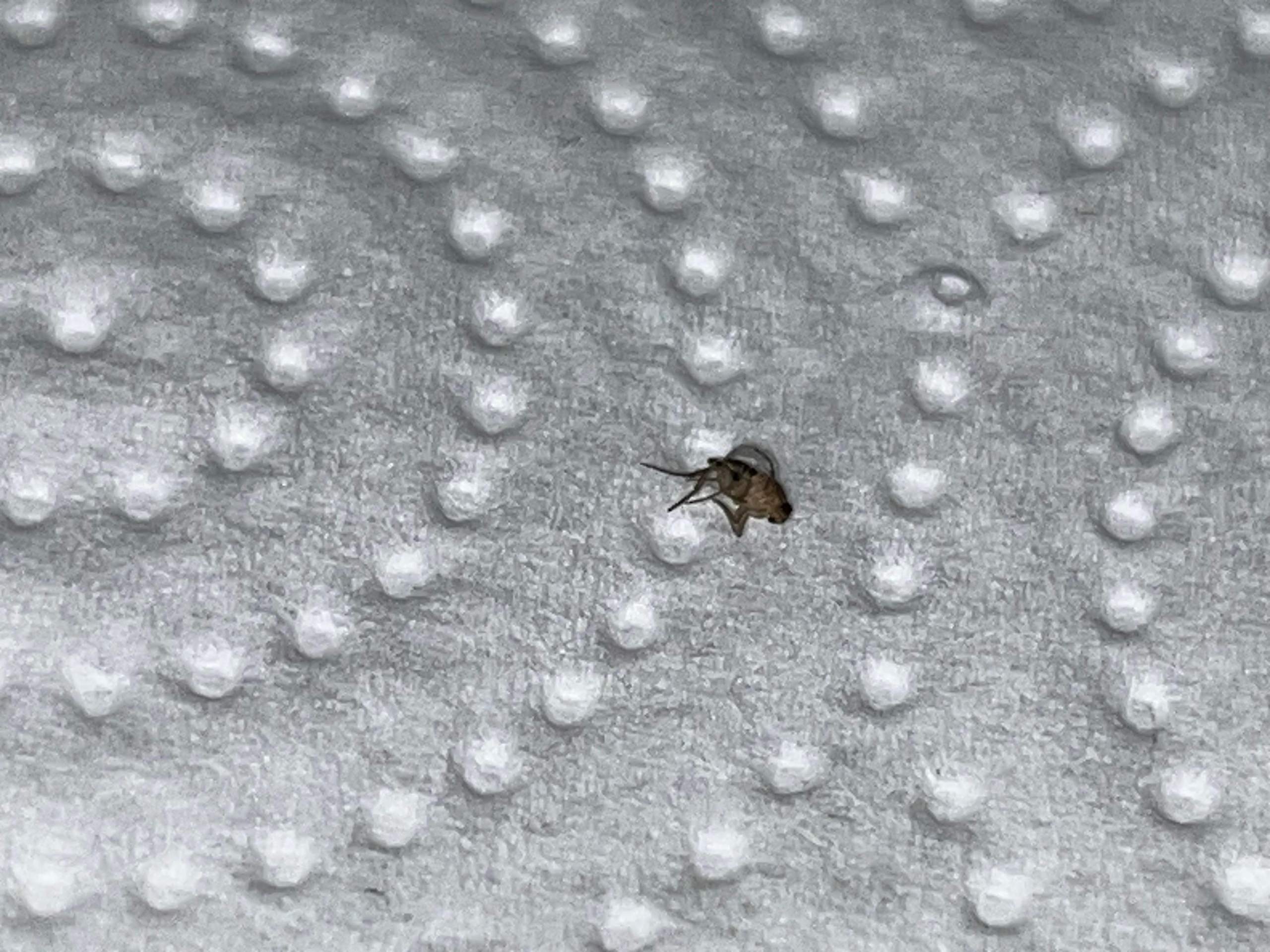 Kleine fliegende Käfer im Katzenklo und beim Futternapf? (Schädlingsbekämpfung, ungezieferin