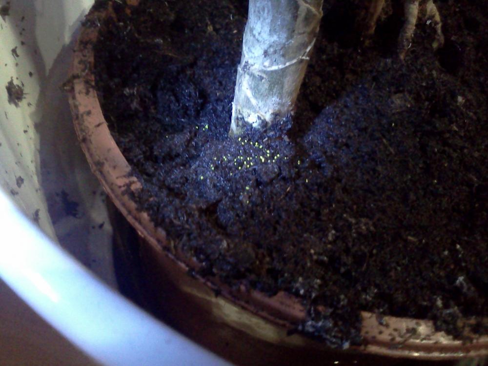 Kleine gelbe Eier auf der Blumenerde, woher? (Pflanzen, Insekten