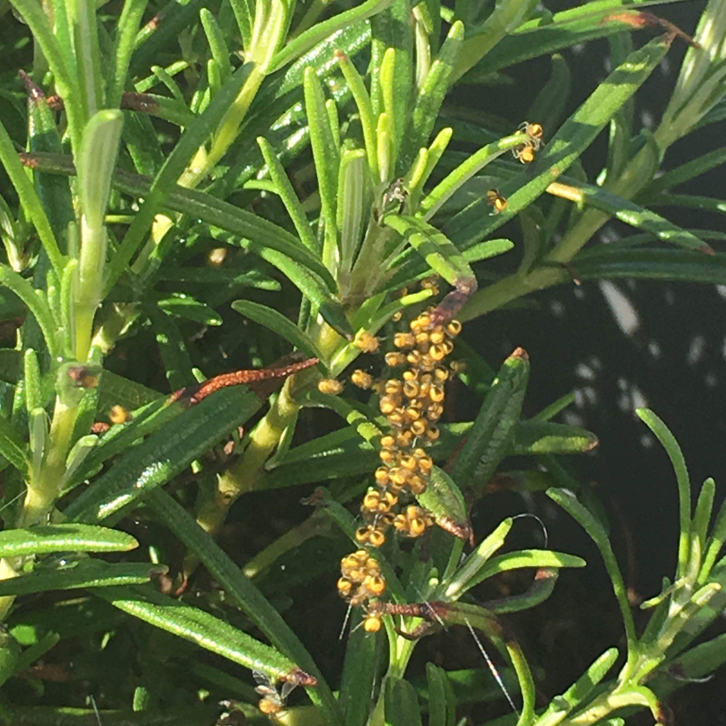 Kleine gelbe Spinnen? (Pflanzen, Garten, Kräuter)