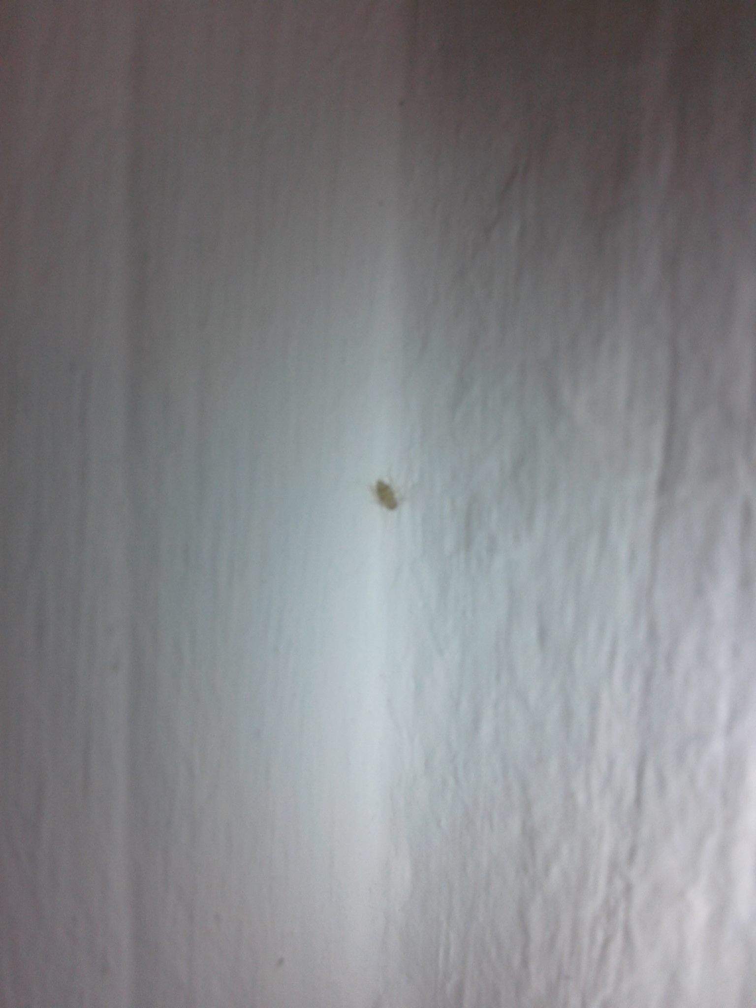 Kleine Insekten an der Wand, wie identifizieren? (Tiere, Biologie)
