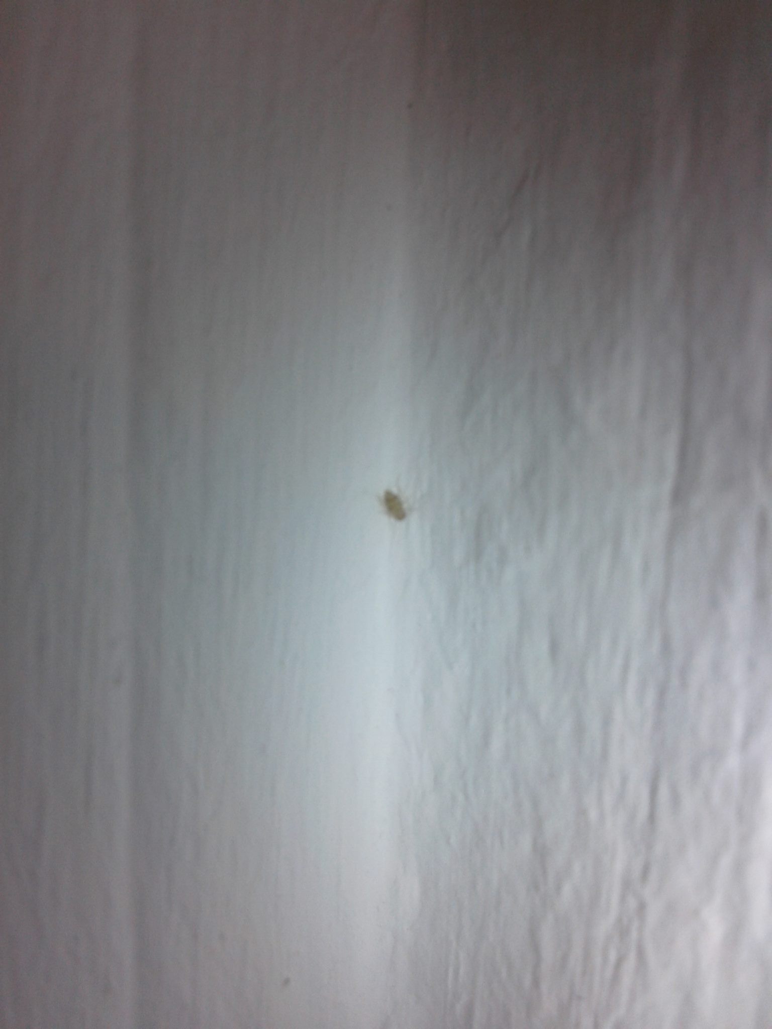 Kleine Insekten an der Wand, wie identifizieren? (Tiere, Biologie)