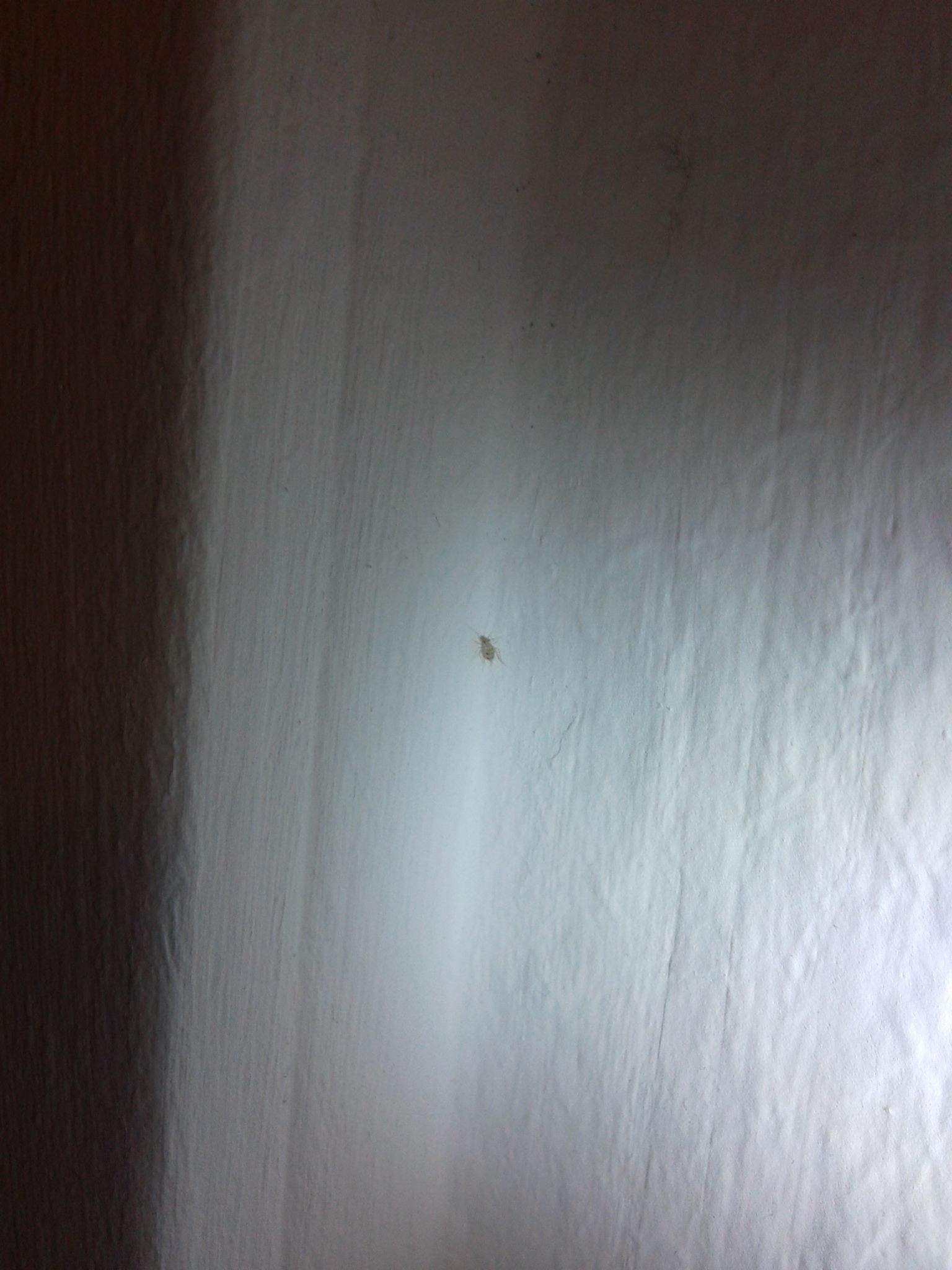 Kleine Tiere An Der Wand Neubau