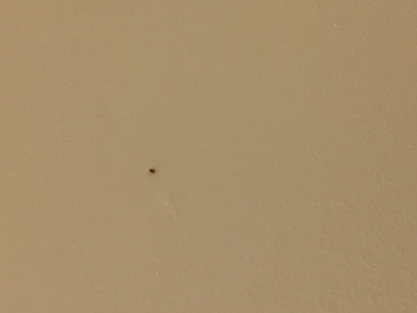 Kleine Insekten An Der Wand