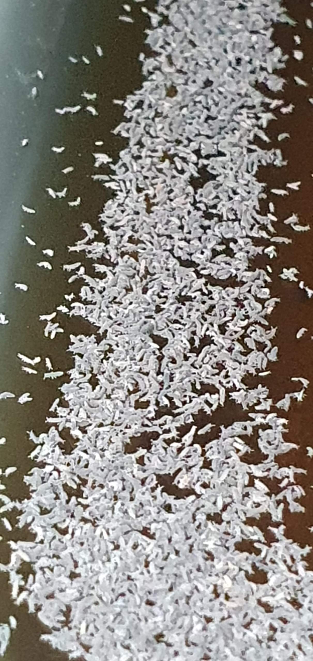 Kleine Insekten Auf Wasser und Gemüsegarten? (Ungeziefer, Parasiten)